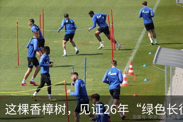 这棵香樟树，见证26年“绿色长征”